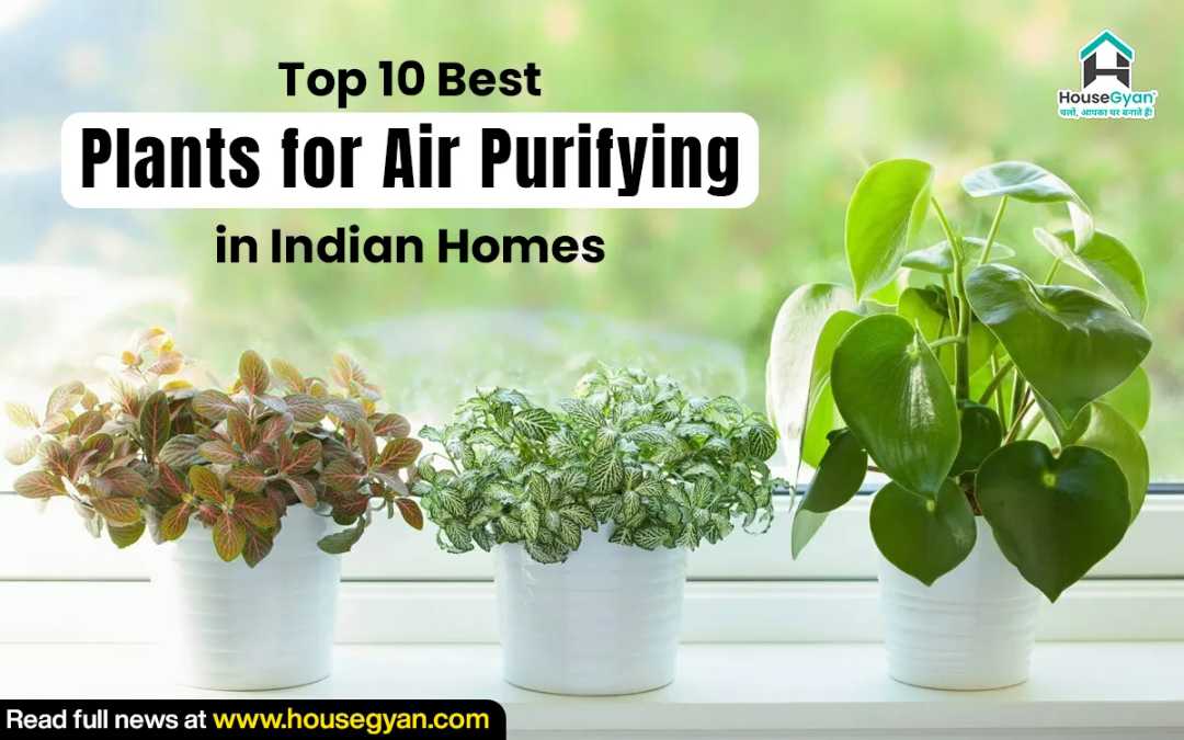 Best indoor plants for clean air in India