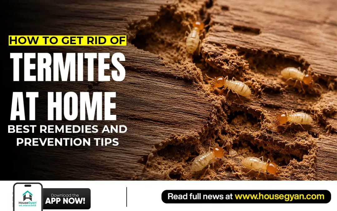 anti termite treatment 2026 anti termite treatment 2026